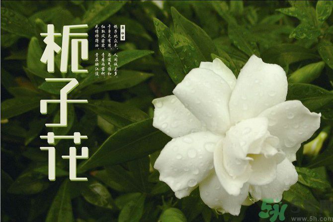 梔子花可以美容嗎？梔子花怎樣美容？