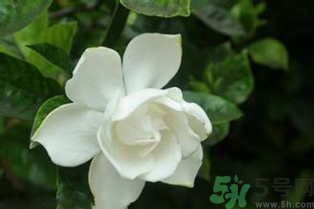 梔子花可以減肥嗎？梔子花怎么減肥？