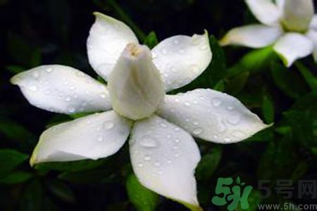 梔子花可以安神嗎？梔子花可以治療失眠嗎？