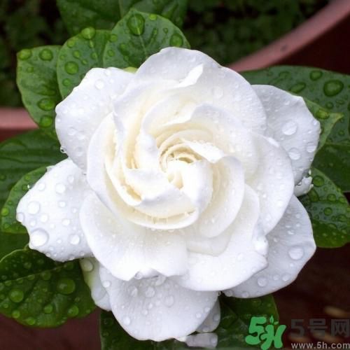 梔子花茶可以補血嗎？貧血可以喝梔子花茶嗎？