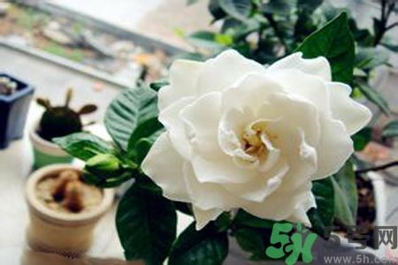 梔子花可以降血糖嗎？梔子花茶可以降血糖嗎？