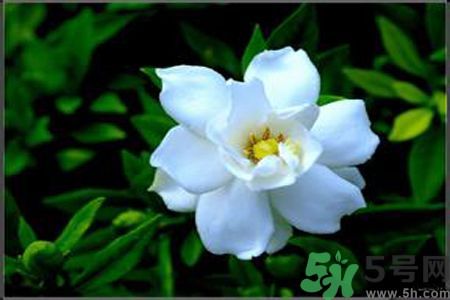 梔子花可以降血糖嗎？梔子花茶可以降血糖嗎？