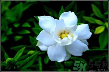 梔子花的葉子為什么會發(fā)黃？梔子花的葉子發(fā)黃了怎么辦？
