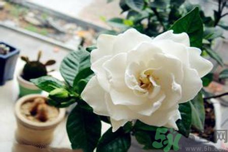 梔子花茶是熱性還是涼性？梔子花茶是涼性的嗎？