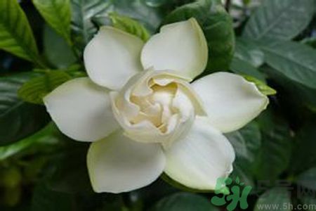 梔子花茶是熱性還是涼性？梔子花茶是涼性的嗎？