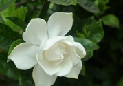 梔子花可以安神嗎？梔子花可以治療失眠嗎？