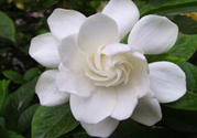梔子花的葉子為什么會發(fā)黃？梔子花的葉子發(fā)黃了怎么辦？