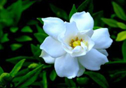梔子花茶可以降血壓?jiǎn)幔織d子花泡水可以降血壓?jiǎn)幔?><p><strong>梔子花茶可以降血壓?jiǎn)?？梔子花泡水可以降血壓?jiǎn)幔?/strong></p></a></li> </ul>
</div>
<div   id=