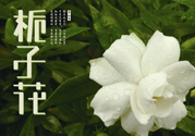 梔子花可以減肥嗎？梔子花怎么減肥？