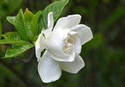 梔子花可以降血糖嗎？梔子花茶可以降血糖嗎？