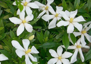 梔子花茶是熱性還是涼性？梔子花茶是涼性的嗎？