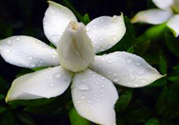 梔子花茶可以補(bǔ)血嗎？貧血可以喝梔子花茶嗎？