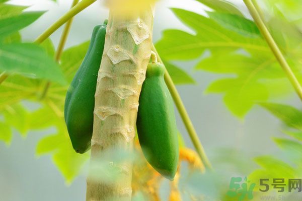 木瓜是水果還是蔬菜？青木瓜是水果嗎？