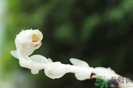 死亡之花可以吃嗎？死亡之花吃了會(huì)中毒嗎？