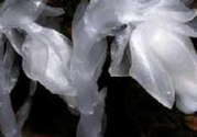 陜西發(fā)現(xiàn)死亡之花 水晶蘭為什么叫死亡之花？