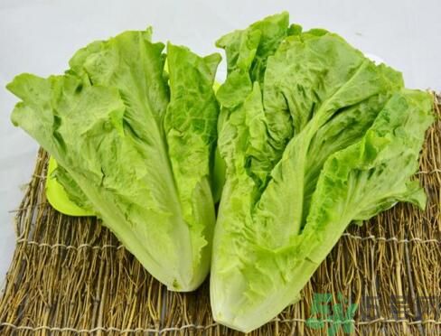 生菜會引起過敏嗎？吃生菜會過敏嗎？