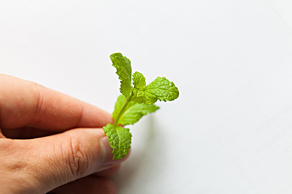 薄荷能治蕁麻疹嗎？蕁麻疹喝薄荷茶有用嗎？