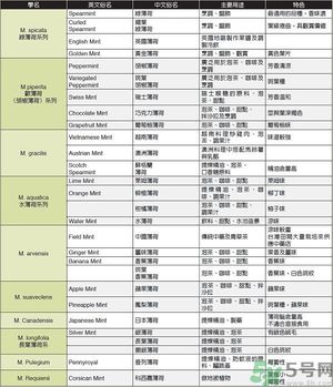 薄荷能美白嗎？薄荷的功效與作用