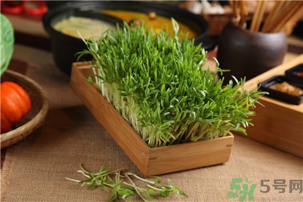 空心菜是菠菜嗎？空心菜是不是菠菜？