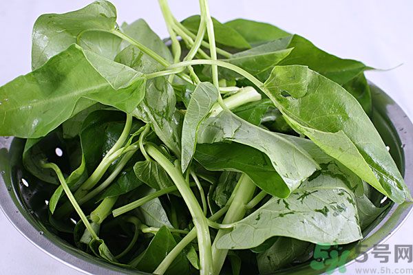 空心菜是菠菜嗎？空心菜是不是菠菜？