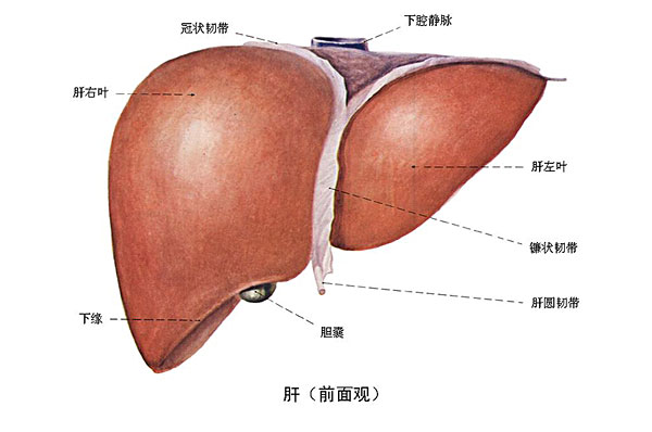 臉上長痘能吃南瓜嗎？臉上長痘吃南瓜好不好？