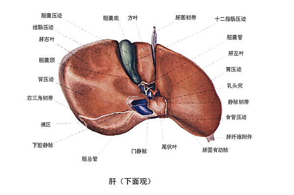 臉上長痘能吃南瓜嗎？臉上長痘吃南瓜好不好？