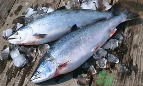 三文魚(yú)可以放多久?三文魚(yú)能放幾天?