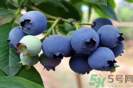 藍莓上面的白色的東西是什么？藍莓上面的白色的東西可以吃嗎？