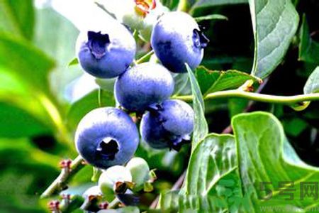 什么是藍莓李果？藍莓李果和藍莓的區(qū)別？