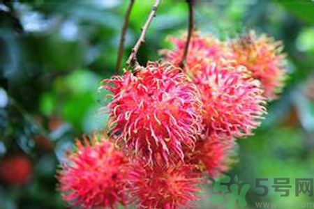 寶寶可以吃紅毛丹嗎？寶寶多大了可以吃紅毛丹？