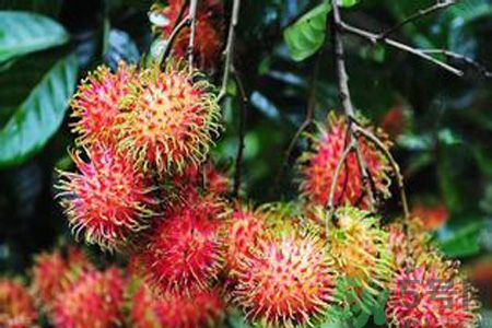 紅毛丹的殼可以吃嗎？紅毛丹的皮可以吃嗎？
