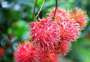 寶寶可以吃紅毛丹嗎？寶寶多大了可以吃紅毛丹？