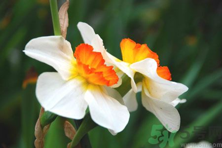父親節(jié)送什么花好？父親節(jié)送什么花？