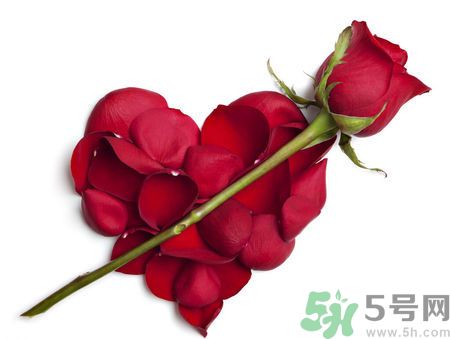 父親節(jié)送什么花好？父親節(jié)送什么花？