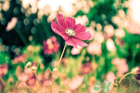 父親節(jié)送什么花好？父親節(jié)送什么花？