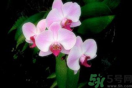 父親節(jié)送什么花好？父親節(jié)送什么花？