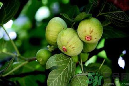 無花果是發(fā)物嗎？無花果樹不是發(fā)物？
