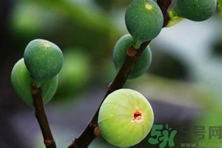 無(wú)花果是酸性還是堿性？無(wú)花果是堿性嗎？