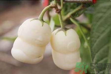 人參果是發(fā)物嗎？人參果是不是發(fā)物？