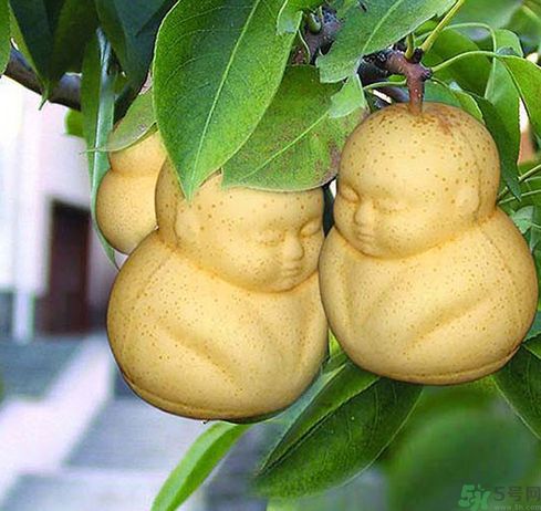 哺乳期可以吃人參果嗎？哺乳期吃人參果好嗎？