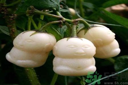 哺乳期可以吃人參果嗎？哺乳期吃人參果好嗎？