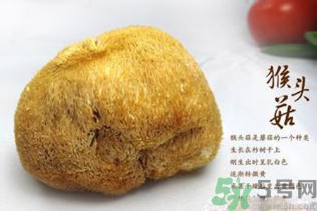  哺乳期可以吃猴頭菇嗎？產(chǎn)婦可以吃猴頭菇嗎？