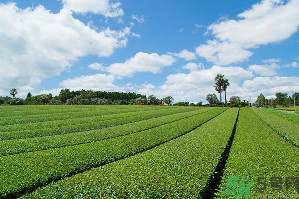 綠茶可以去黑眼圈嗎？綠茶去黑眼圈的方法