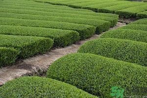綠茶可以去黑眼圈嗎？綠茶去黑眼圈的方法