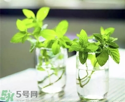 薄荷能美白嗎？薄荷有什么功效和作用？