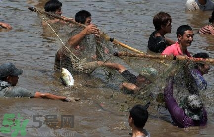 發(fā)洪水怎么抓魚？發(fā)洪水時的抓魚方法