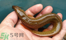 泥鰍死了還能吃嗎？死泥鰍能不能吃？