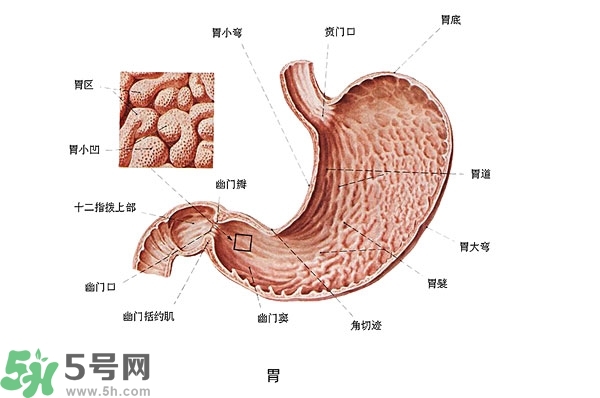 防胃癌的食物有哪些？多吃什么預(yù)防胃癌？