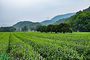 綠茶是酸性還是堿性?綠茶是酸性的嗎？