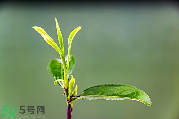 綠茶是酸性還是堿性?綠茶是酸性的嗎？